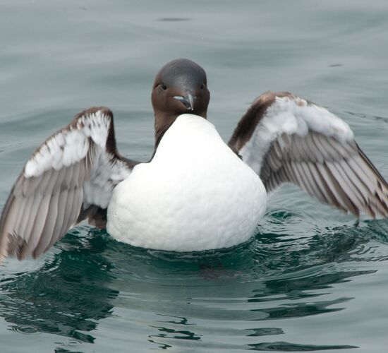 Südspitzbergen & Bäreninsel Explorer © Nordspitzbergen
